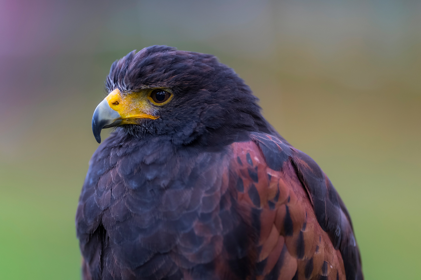 Bussard portrait...