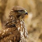 Bussard Portrait