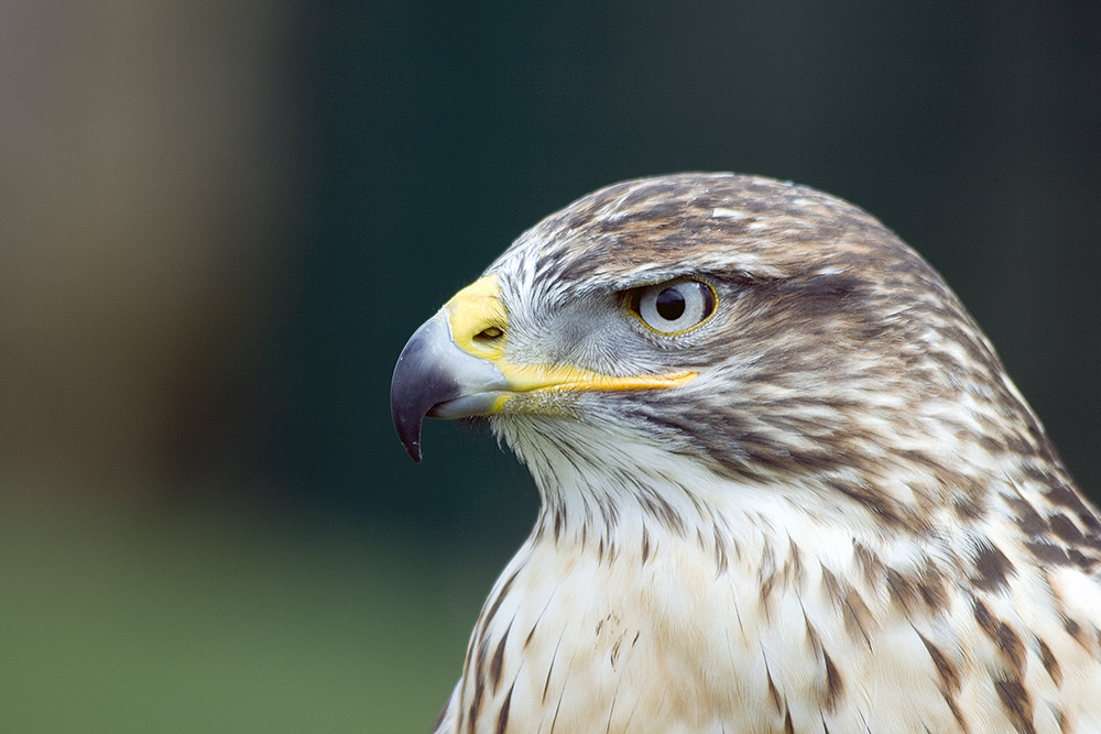 Bussard-Portrait