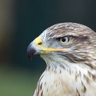 Bussard-Portrait