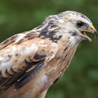 Bussard-Portrait