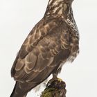 Bussard Profil