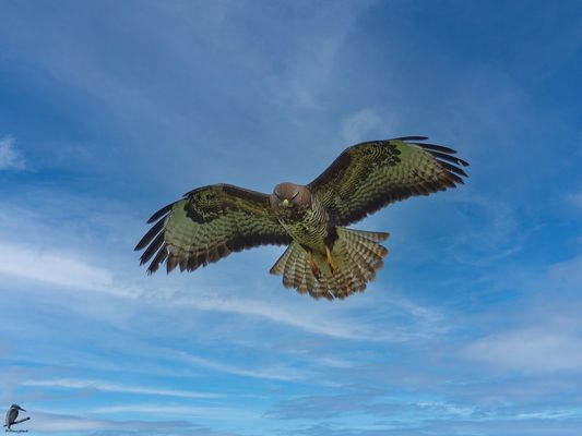 Bussard rüttelnd