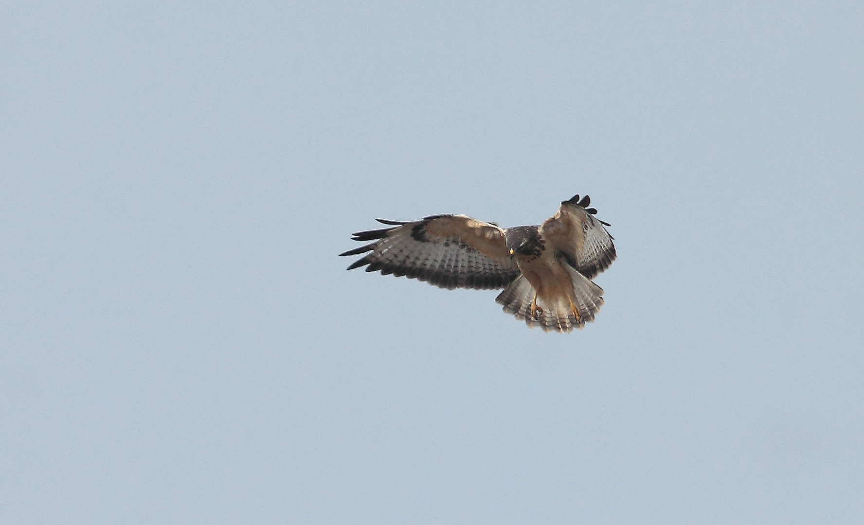 Bussard rüttelt