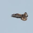 Bussard rüttelt