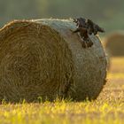 Bussard schiebt den Heuballen