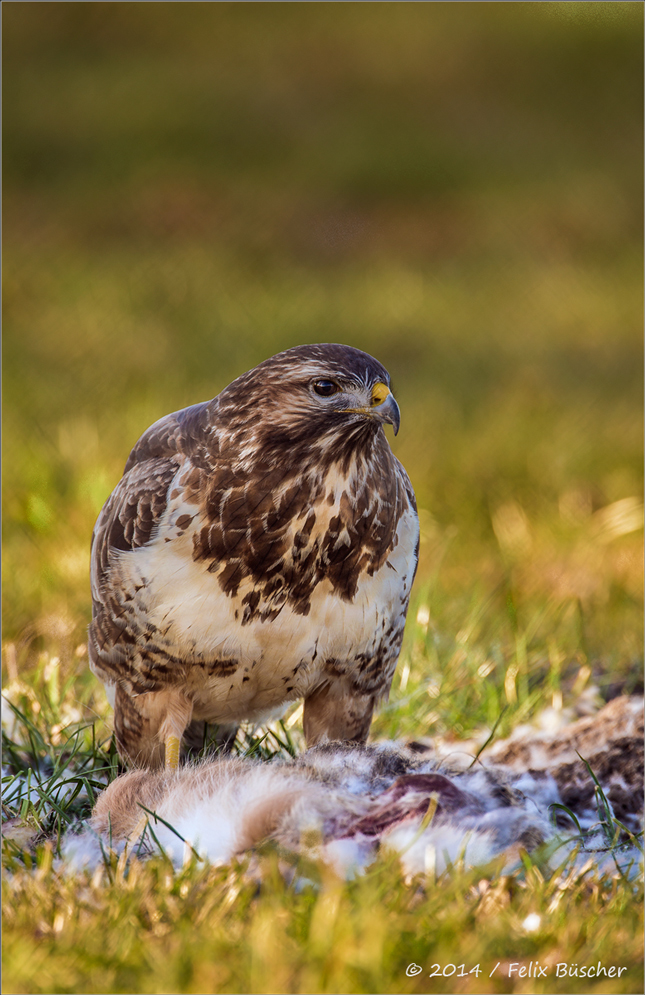 Bussard schlägt Hase (2)