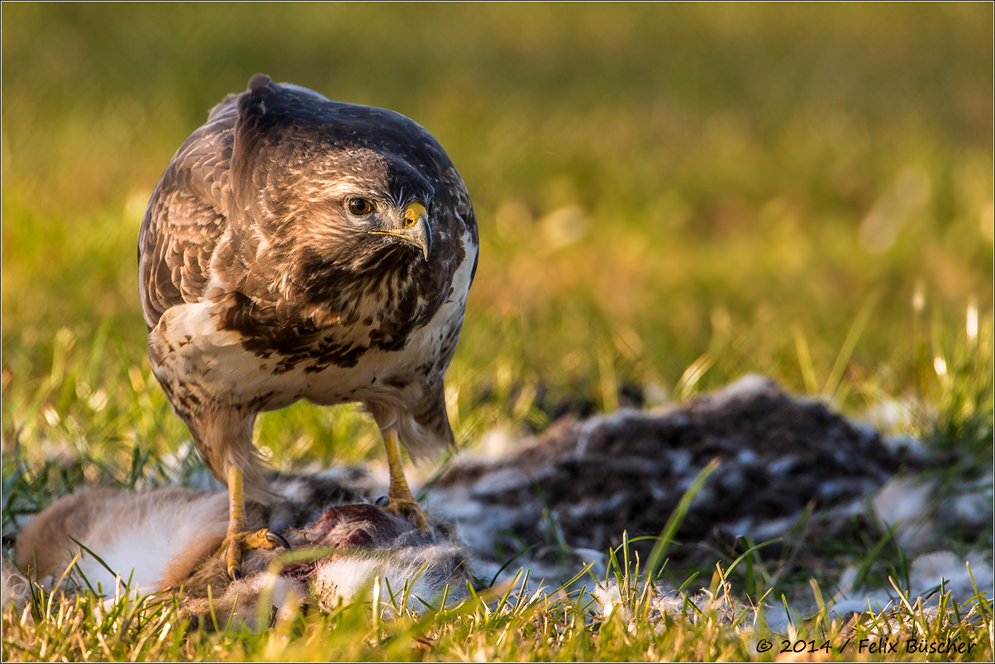 Bussard schlägt Hase