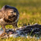 Bussard schlägt Hase