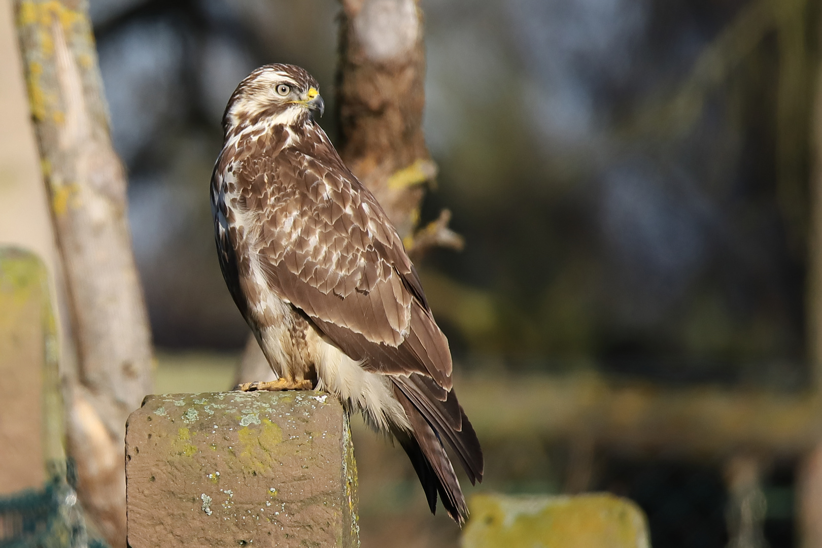 Bussard schön gezeichnet