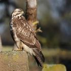 Bussard schön gezeichnet