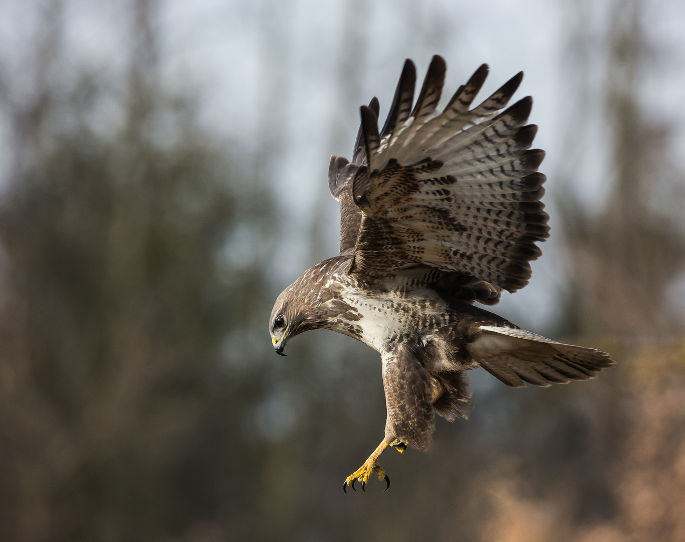  Bussard, schwebt......