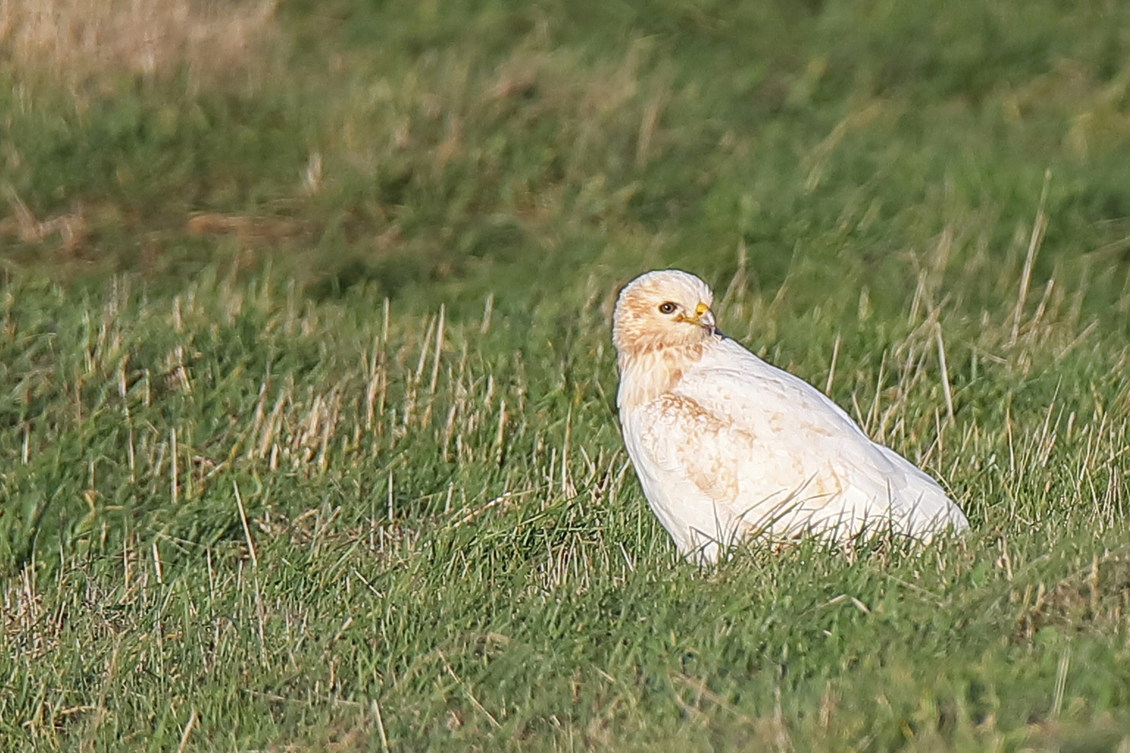 Bussard sehr hell 12- 2019