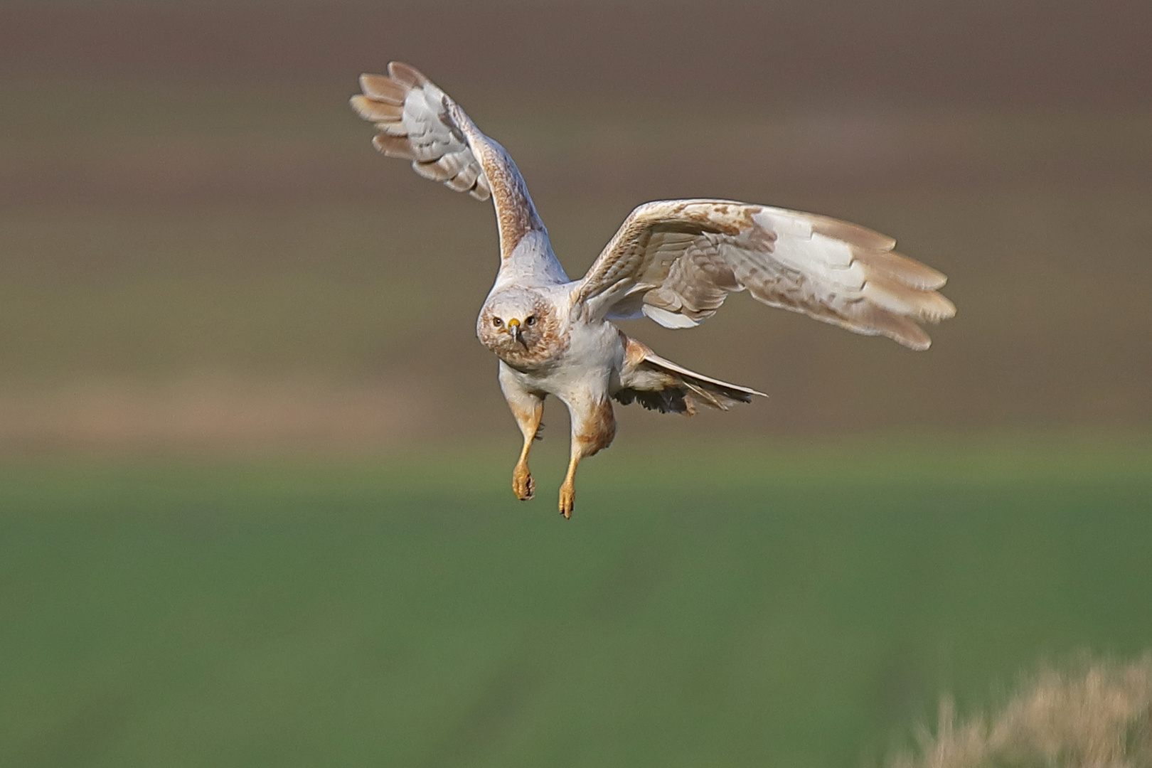 Bussard sehr hell