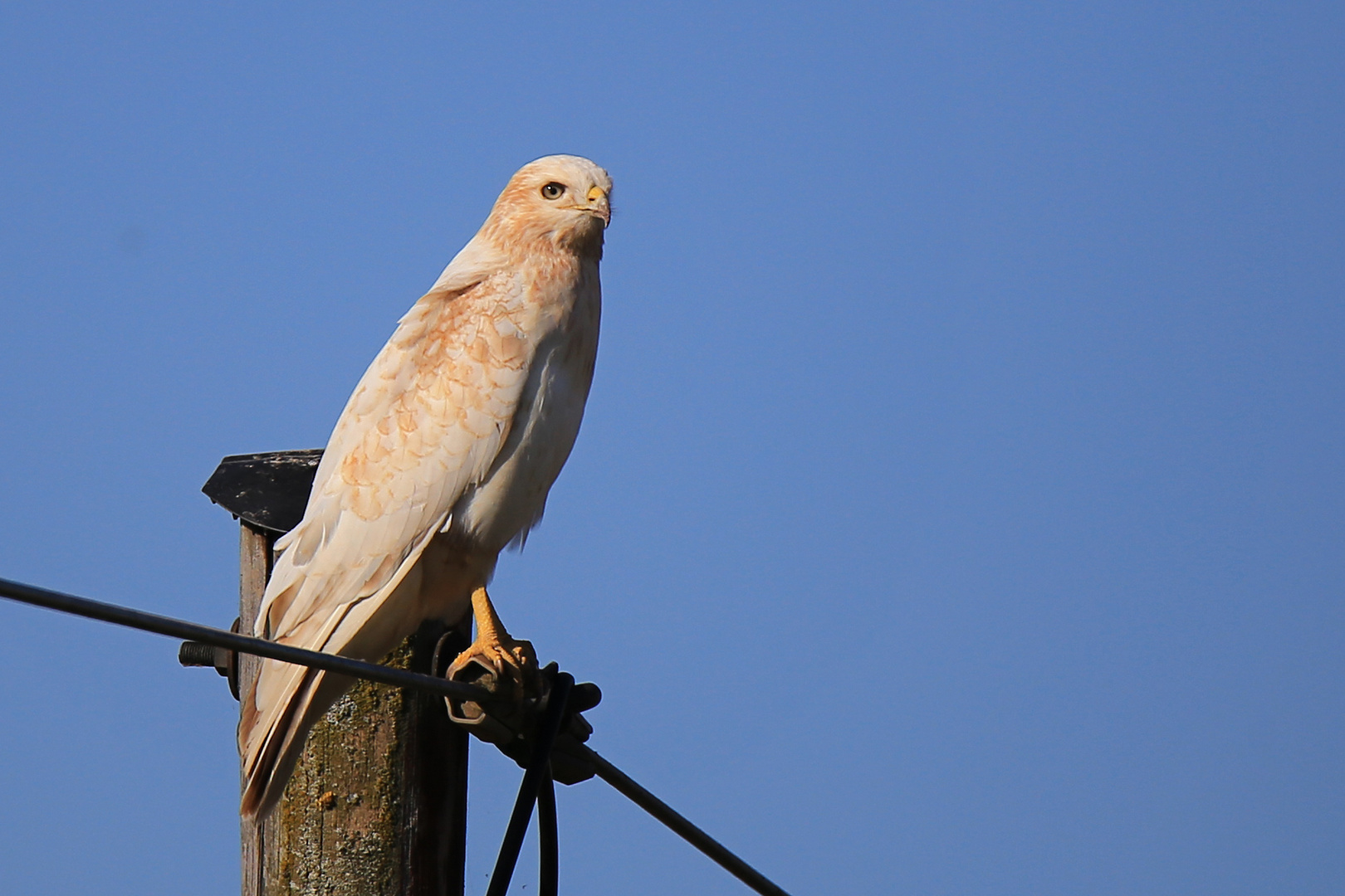 Bussard sehr hell