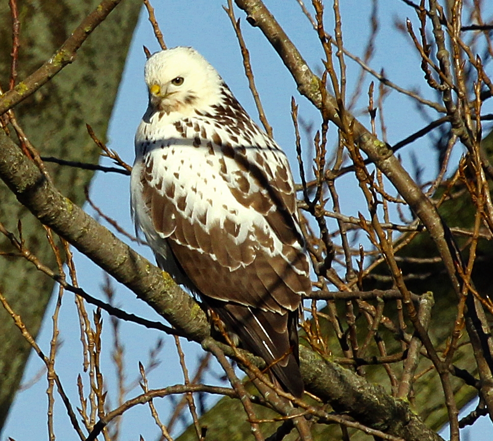 Bussard sehr hell im Winterkleid