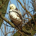 Bussard sehr hell im Winterkleid