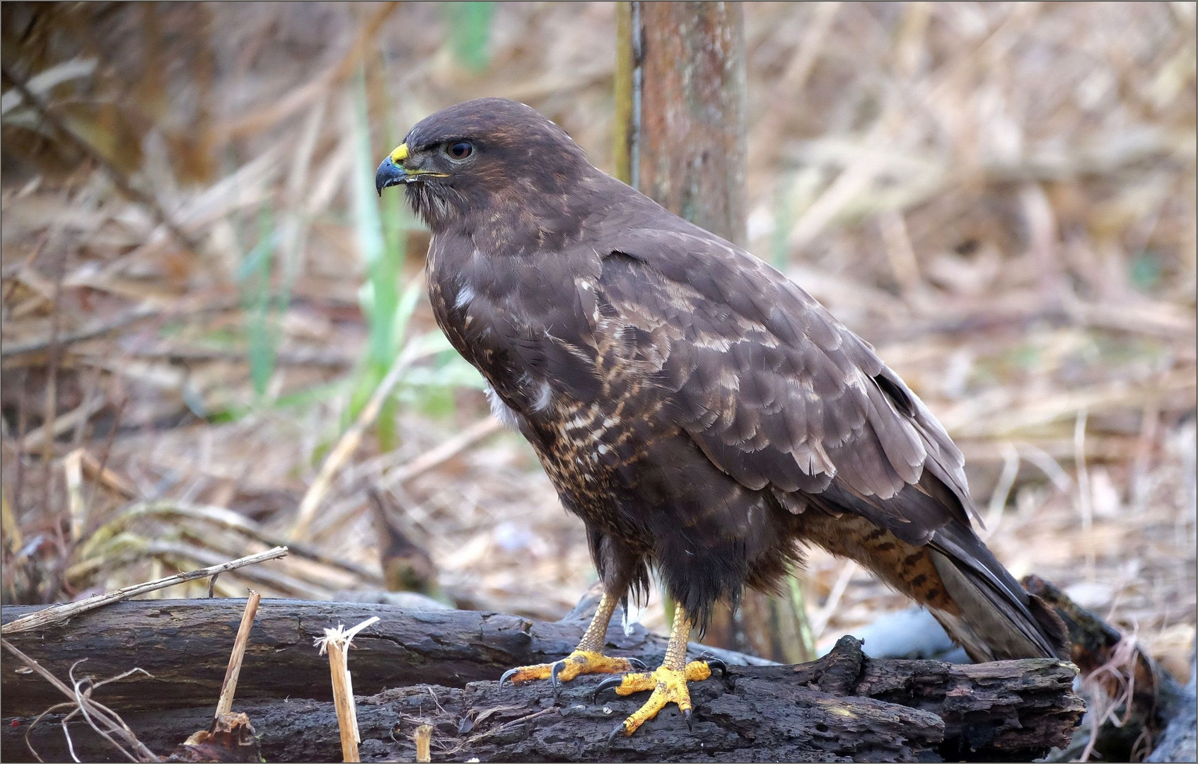 bussard sehr nah'...