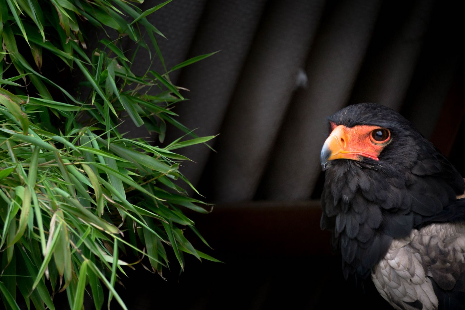 Bussard sitzend