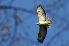 Bussard-Sonderlackierung