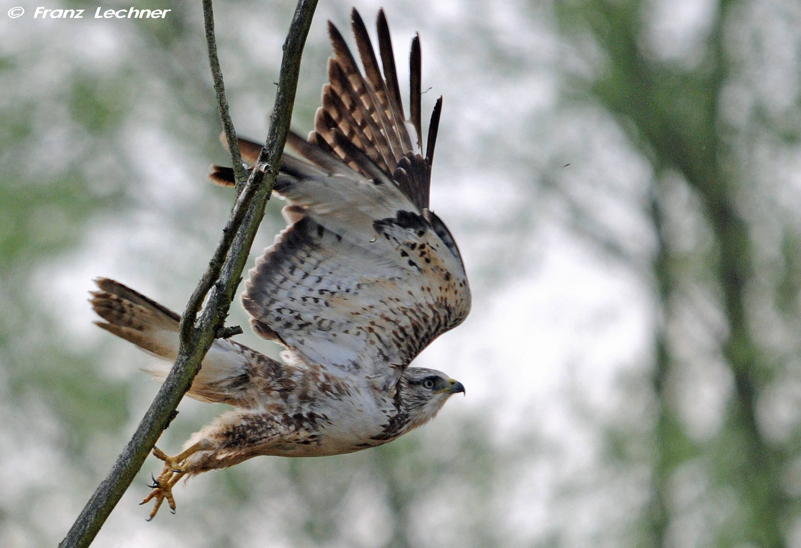 Bussard startet 4 Kopie