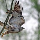 Bussard startet 4 Kopie