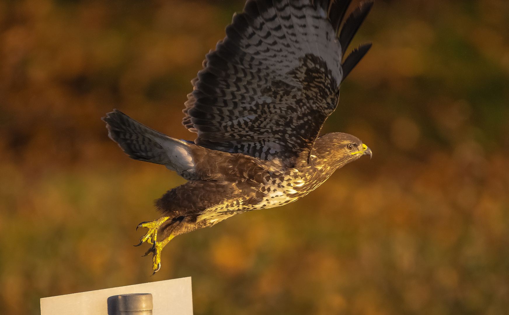 Bussard startet