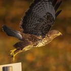 Bussard startet