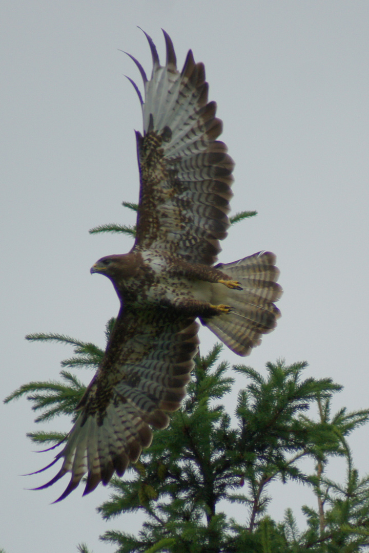 Bussard startet zum Beutezug