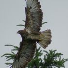 Bussard startet zum Beutezug