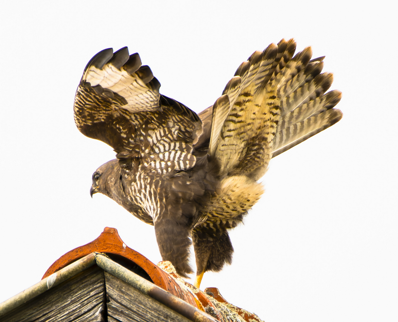 Bussard - startklar