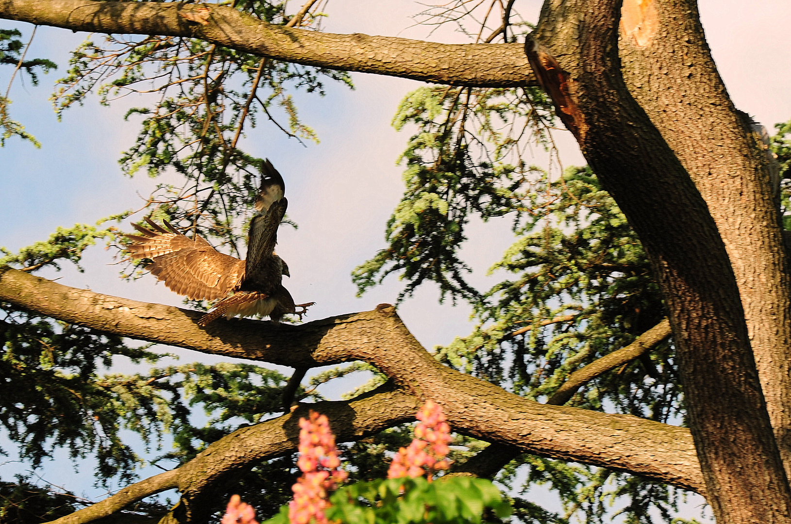 Bussard statt Eichhörnchen