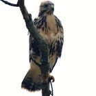 Bussard struppig vom Regen