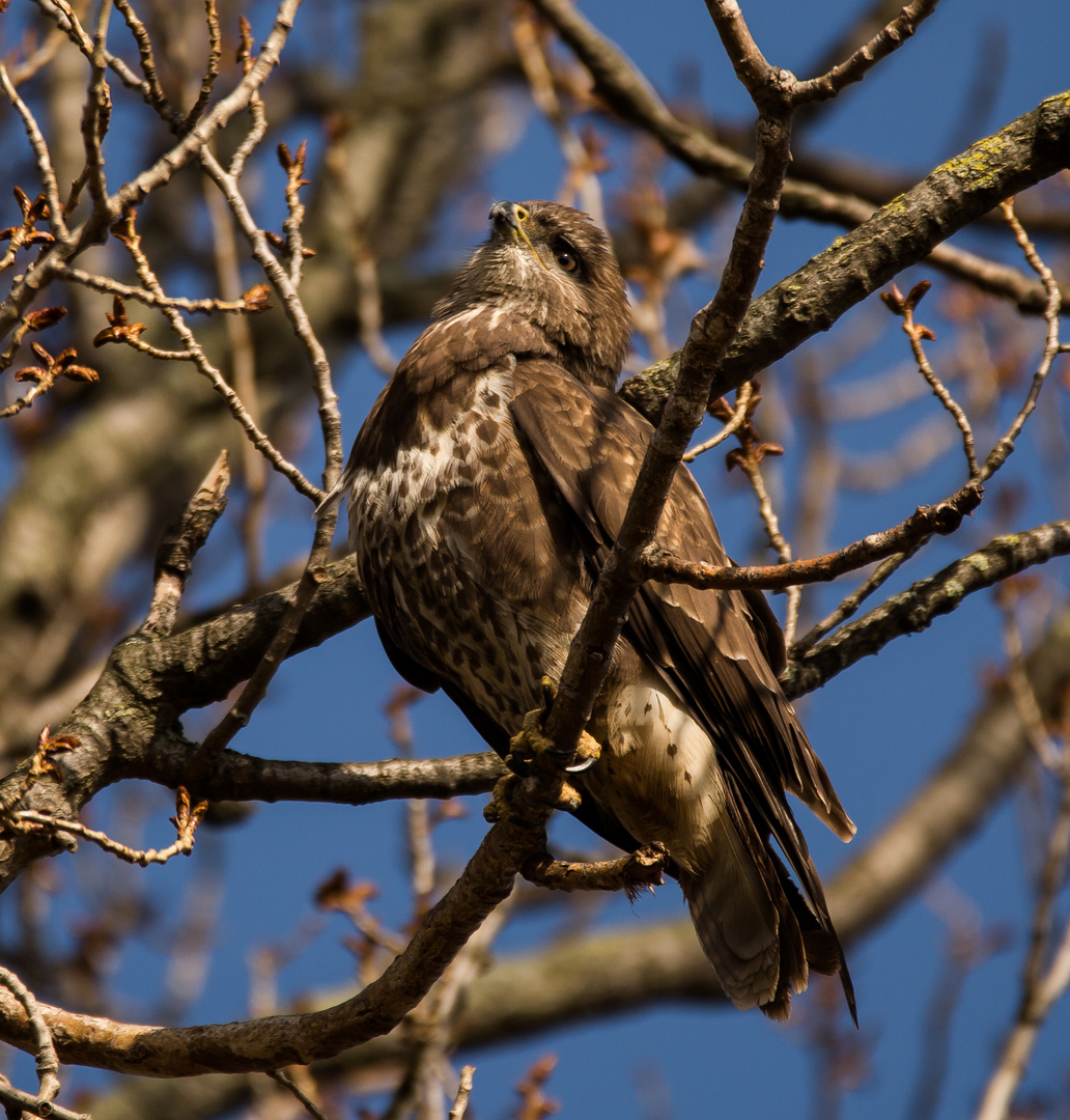 Bussard sucht.