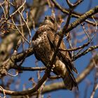 Bussard sucht.