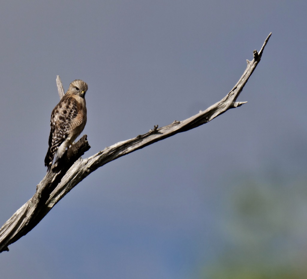 Bussard sucht leckeren Fisch