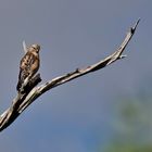 Bussard sucht leckeren Fisch