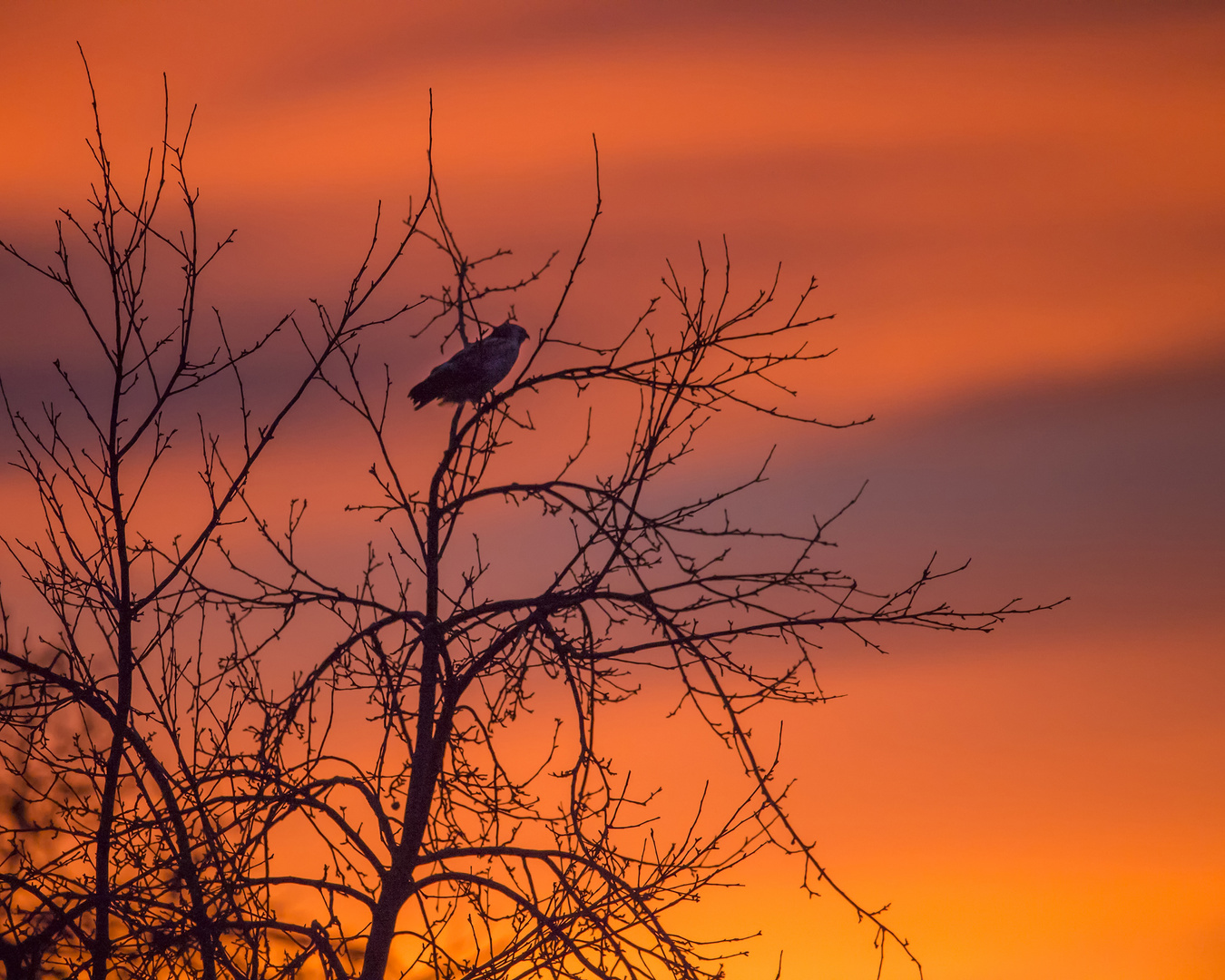 Bussard & sunrise