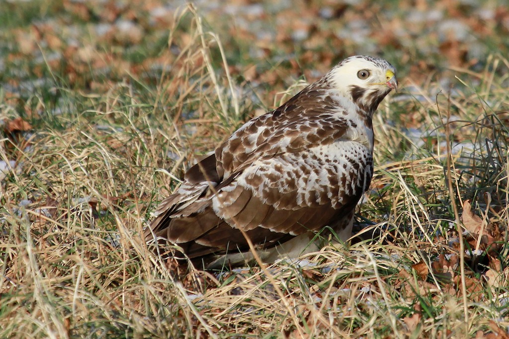 Bussard Teil 1