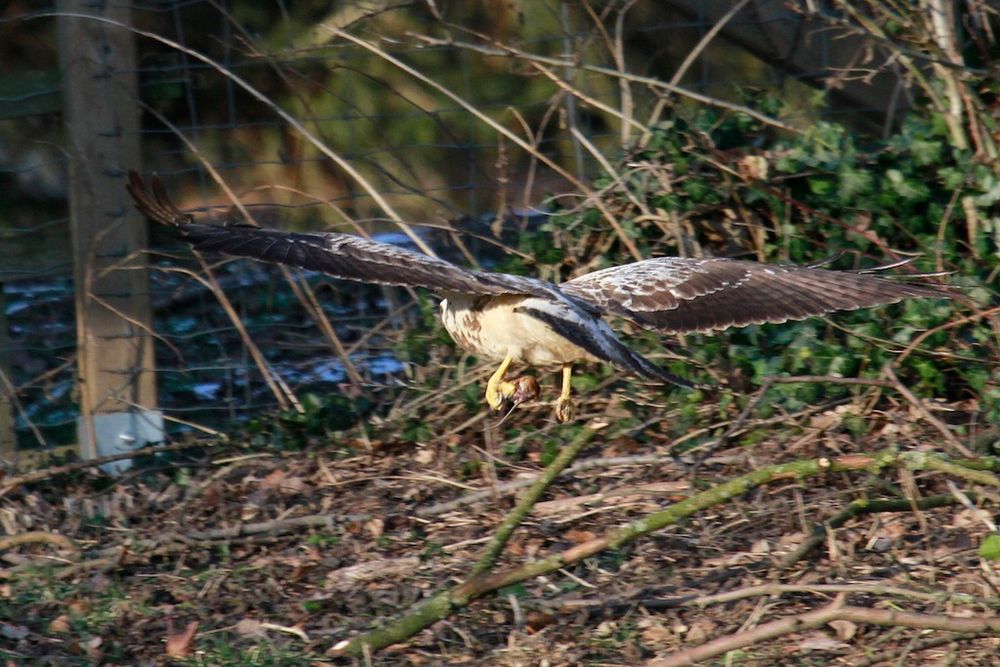 Bussard Teil 2