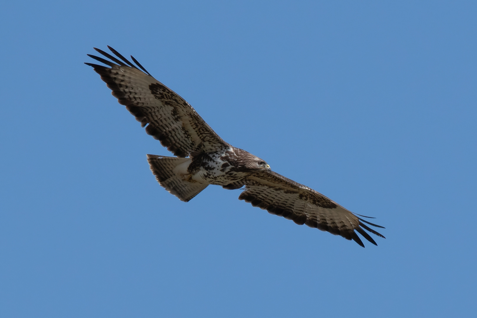 Bussard Tongruben Bensheim 1 2021