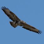 Bussard Tongruben Bensheim 1 2021