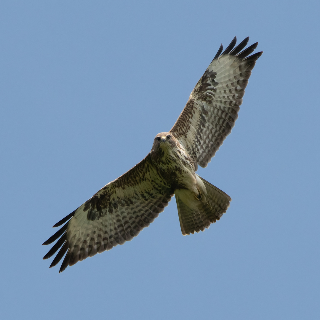 Bussard Tongruben Bensheim 3 2021