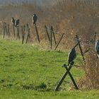 Bussard-Treffen (Arbeitsfoto)