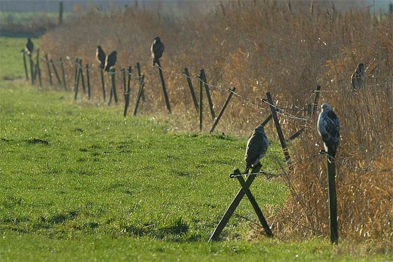 Bussard-Treffen (Arbeitsfoto)