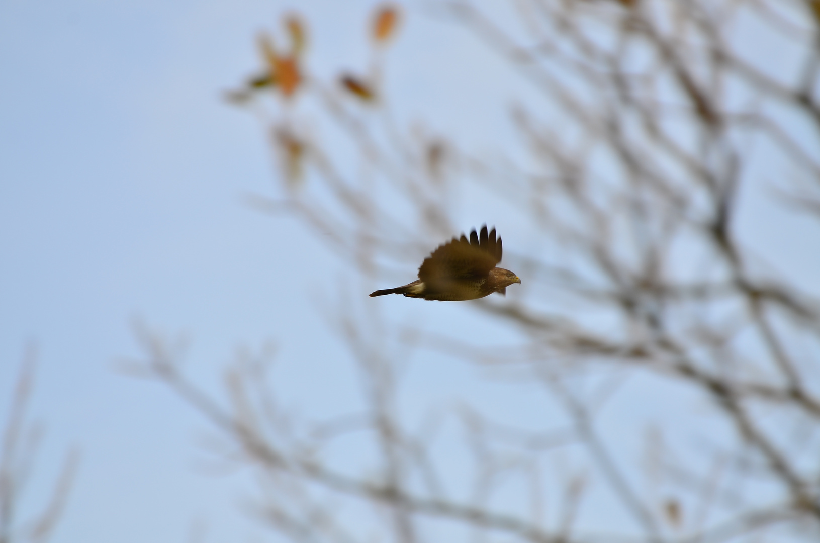 Bussard uaf der Flucht