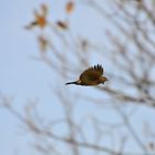 Bussard uaf der Flucht