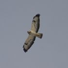 Bussard über Berlin-Schönefeld