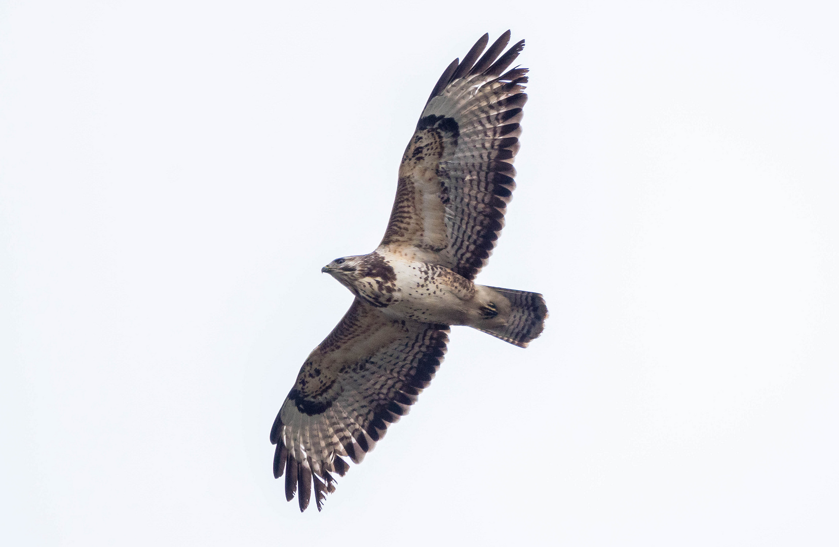 Bussard über dem Landschaftspark