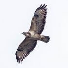 Bussard über dem Landschaftspark